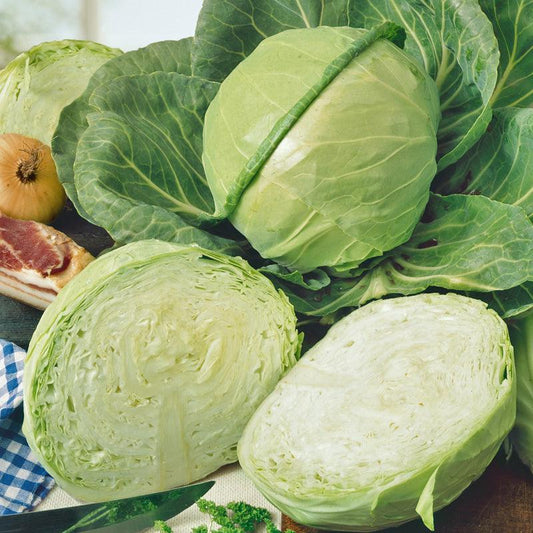 Golden Acre Cabbage Seeds (Organic), Garden from Grow Organic
