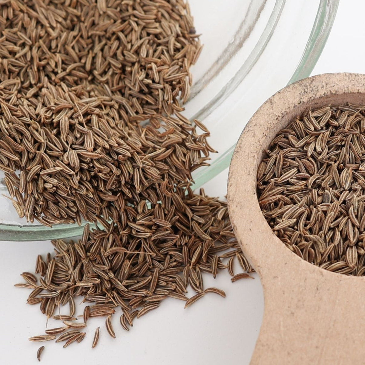 Caraway by MIgardener