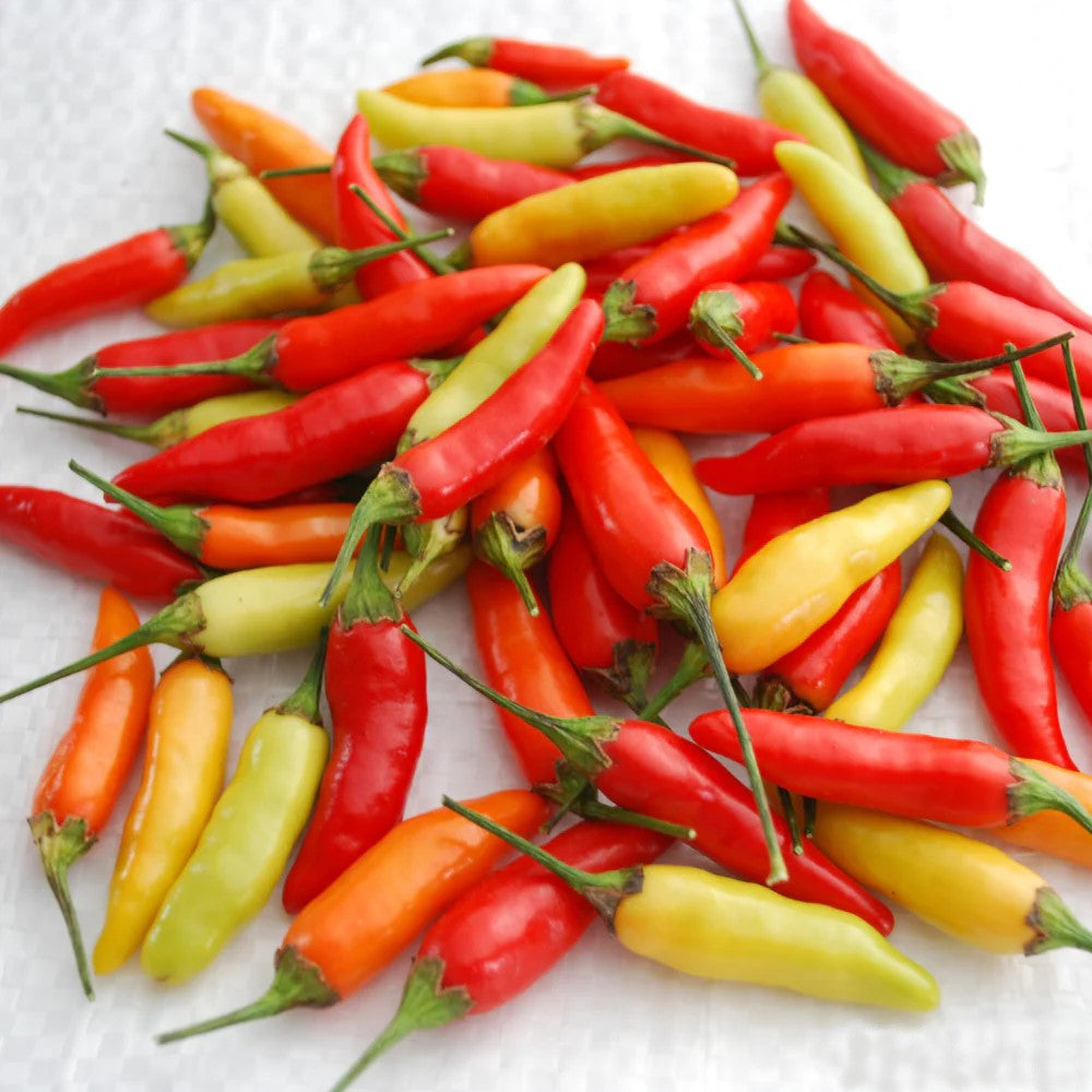 Tabasco Pepper by MIgardener