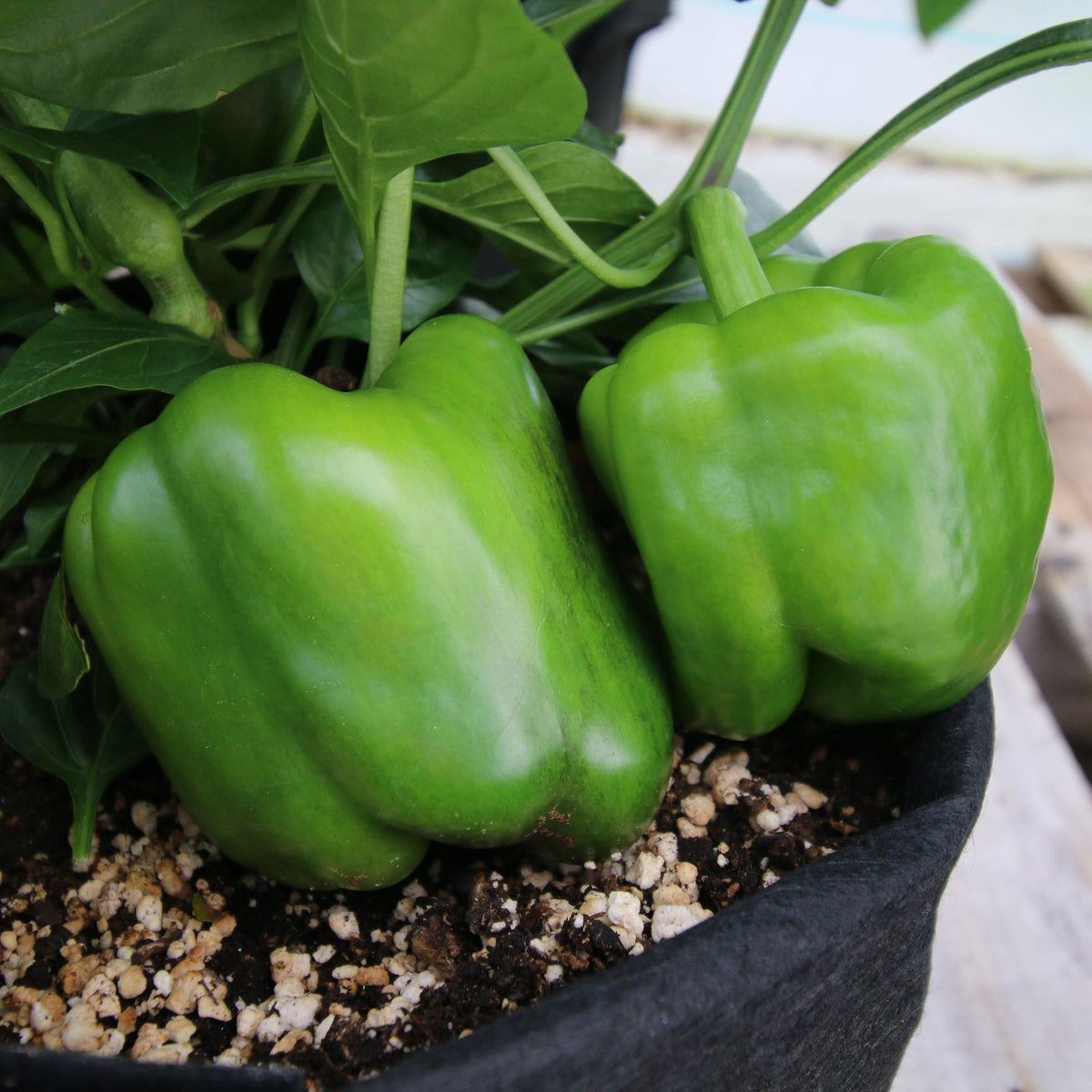 California Wonder Bell Pepper by MIgardener