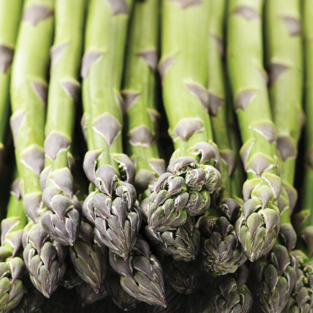 Asparagus Mary Washington Seed by MIgardener