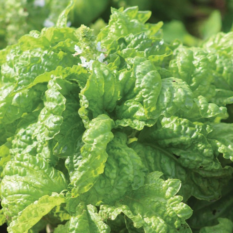 Mammoth Basil by MIgardener