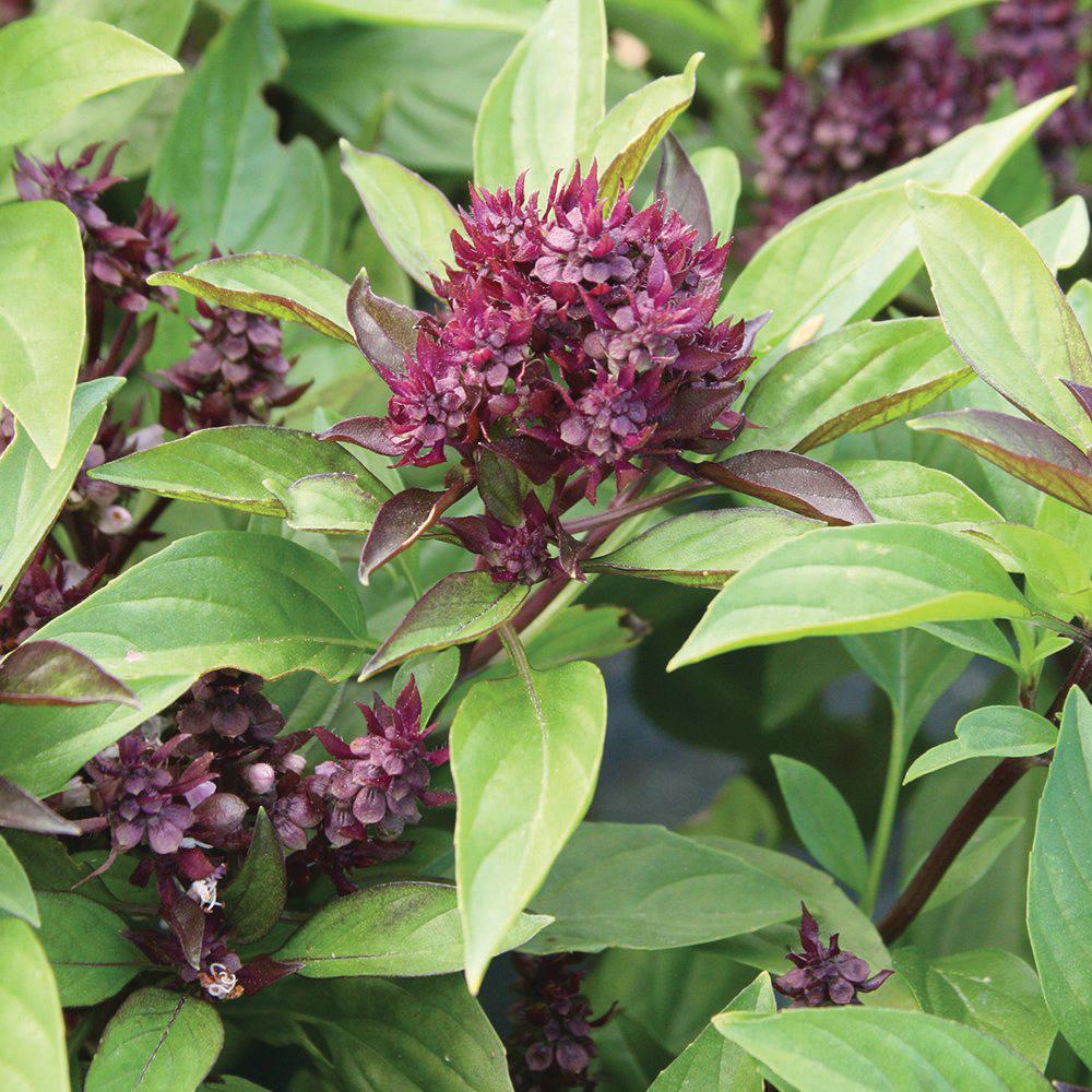 Siam Queen Basil by MIgardener