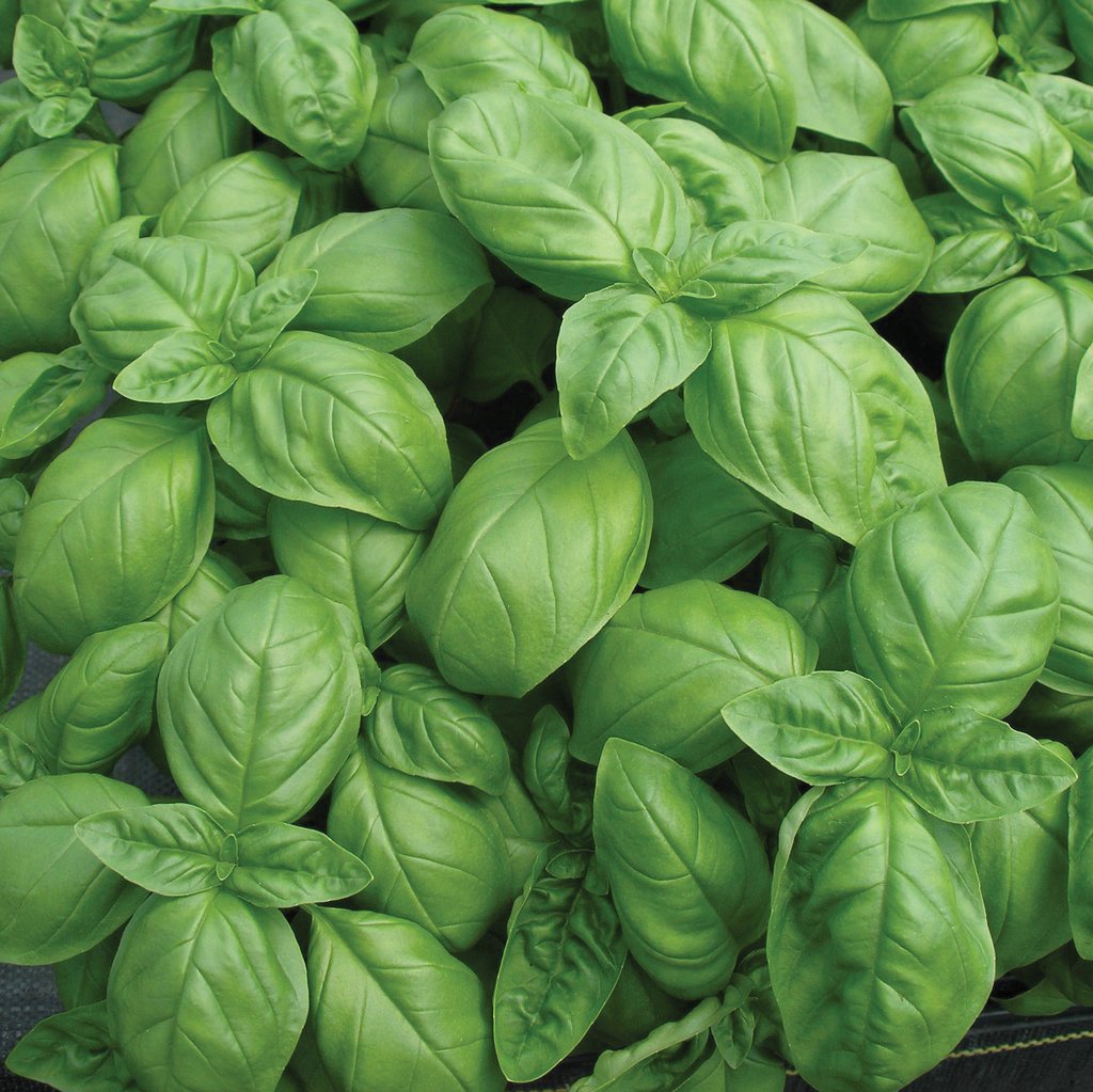 Genovese Basil by MIgardener