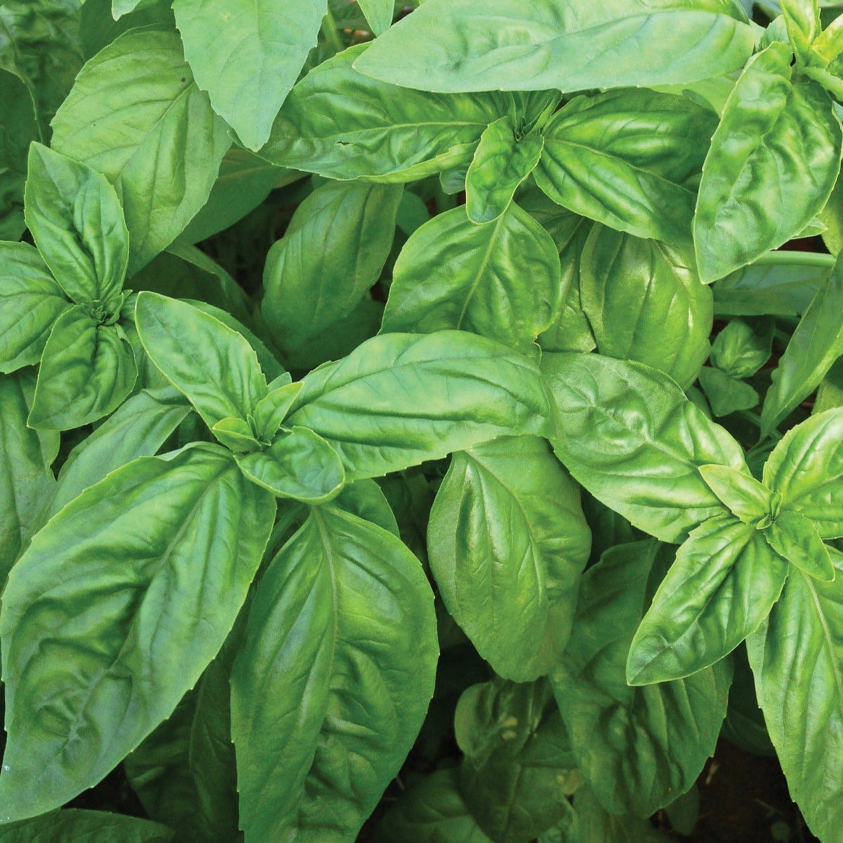 Italian Large Leaf Basil by MIgardener