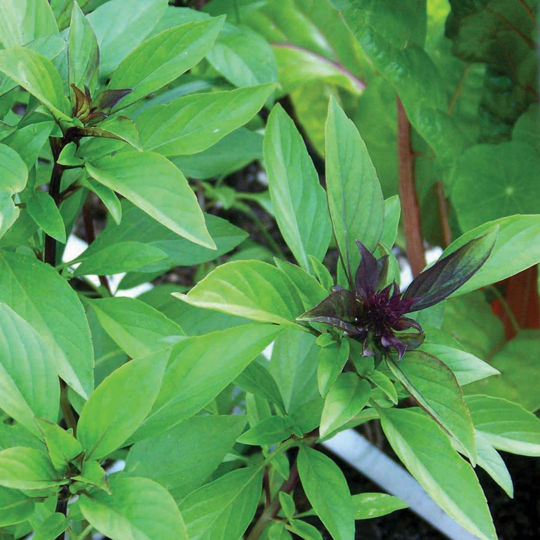 Licorice Basil by MIgardener
