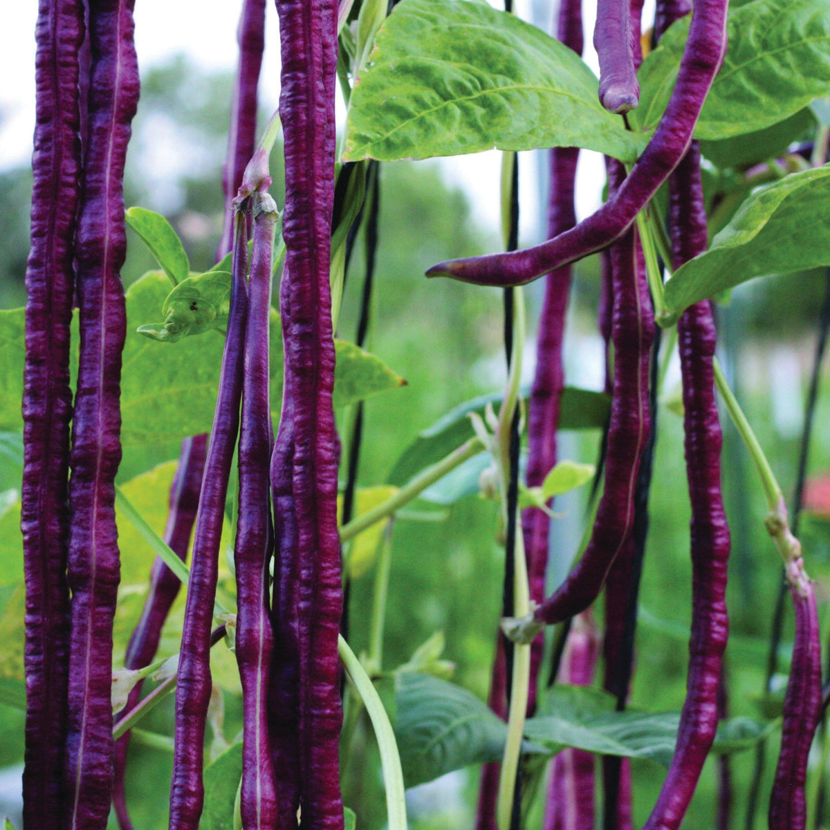 Red Noodle Bean (Pole) by MIgardener