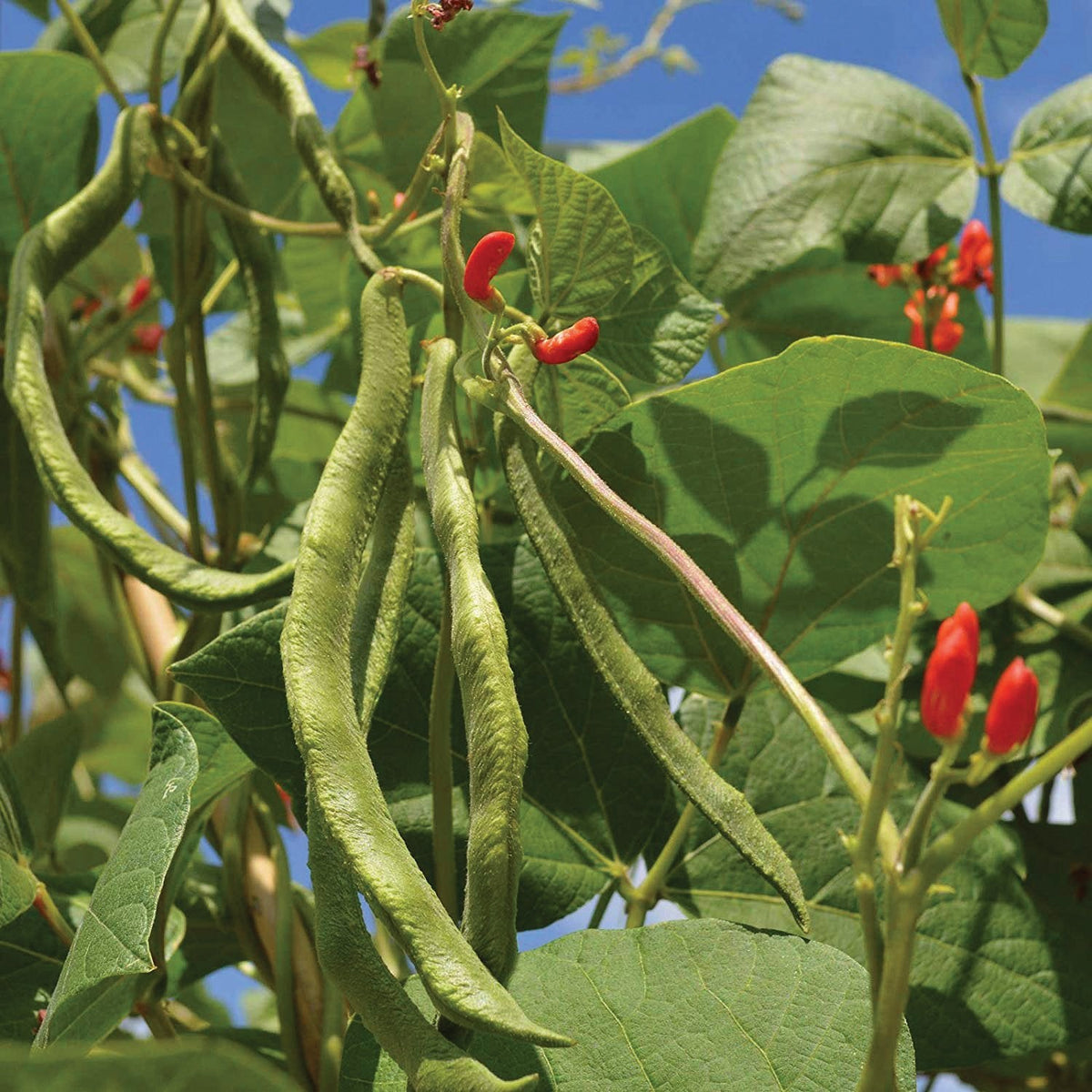 Scarlet Runner Bean (Pole) by MIgardener