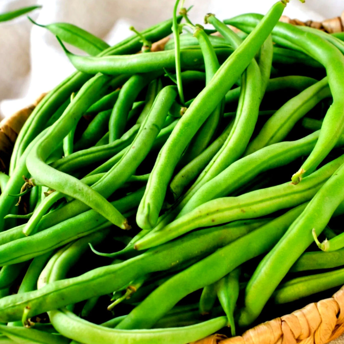 Antigua Bean (Bush) by MIgardener
