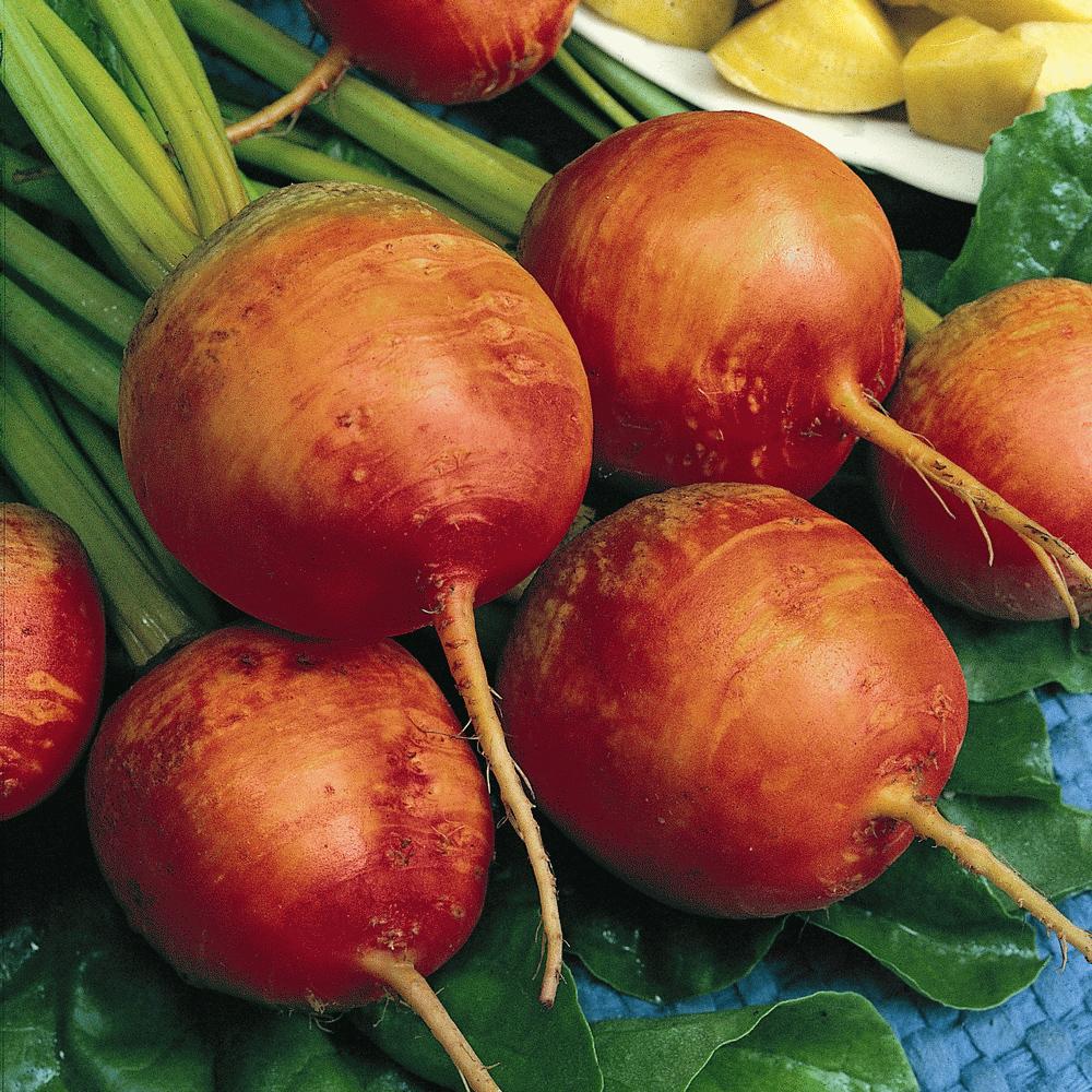 Golden Detroit Beet by MIgardener