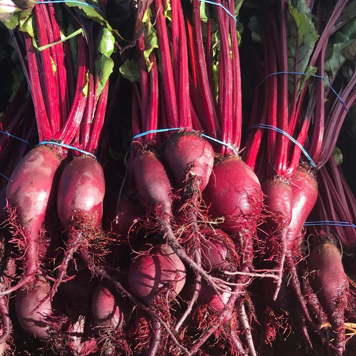 Formanova Beet by MIgardener