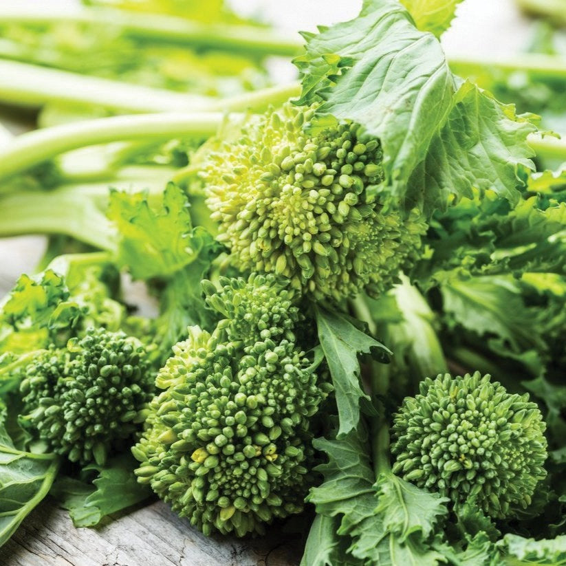 Broccoli Rabe - Spring Rapini by MIgardener