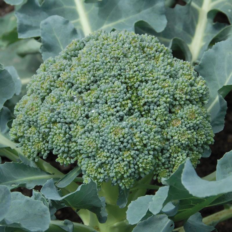 Calabrese Broccoli by MIgardener