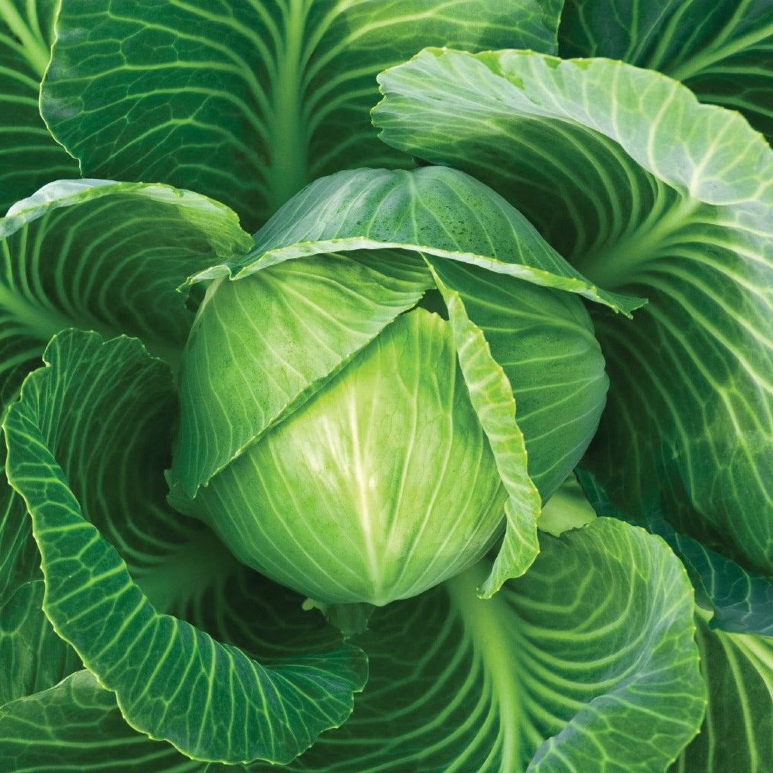 Danish Ball Head Cabbage by MIgardener