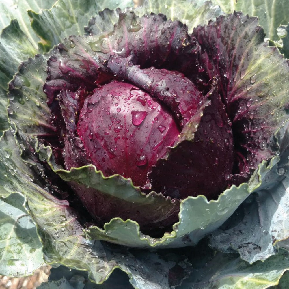 Red Acre Cabbage by MIgardener