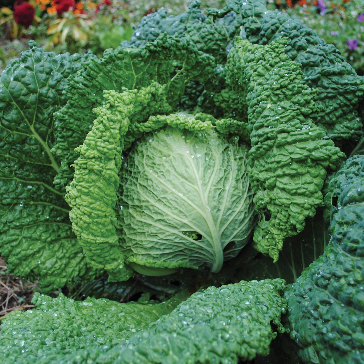 Savoy Perfection Cabbage by MIgardener