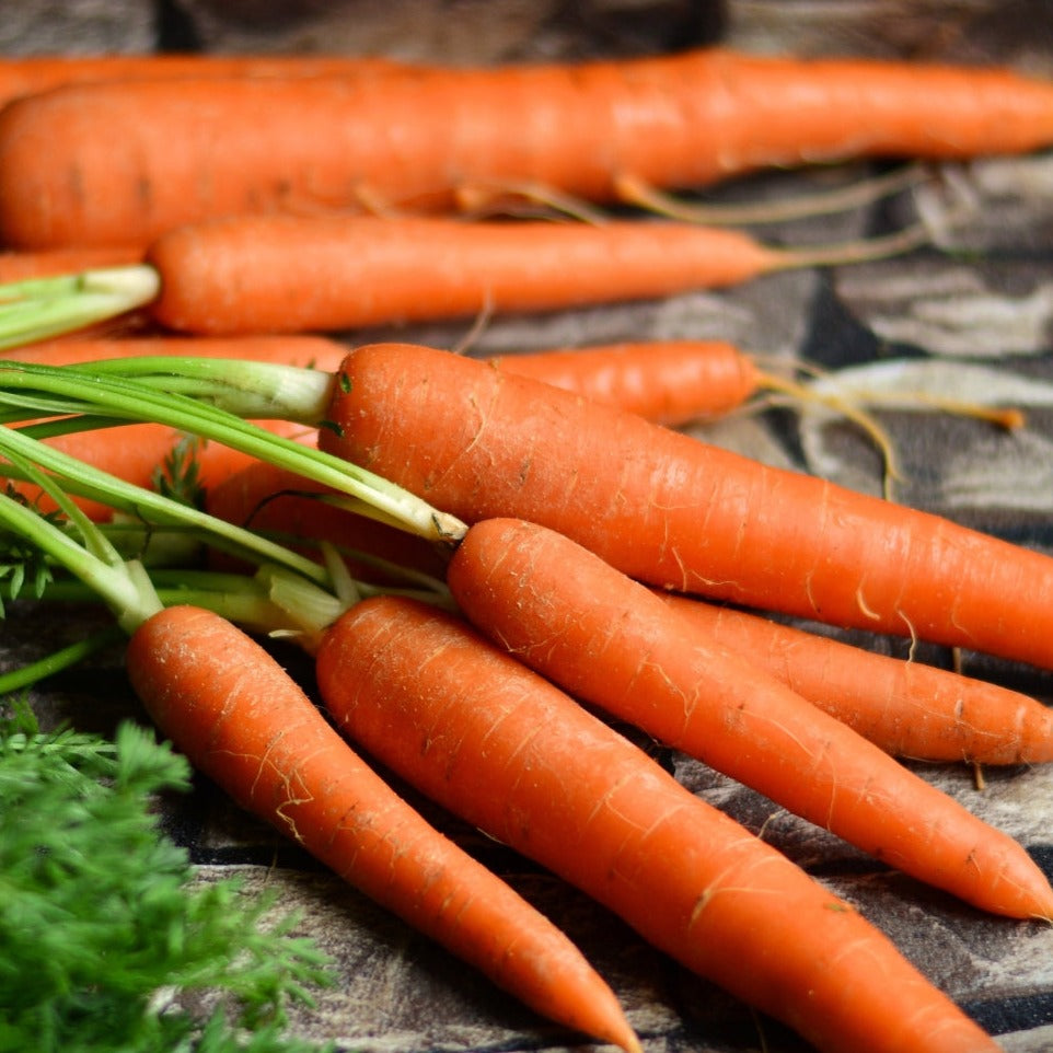 Imperator 58 Carrot by MIgardener