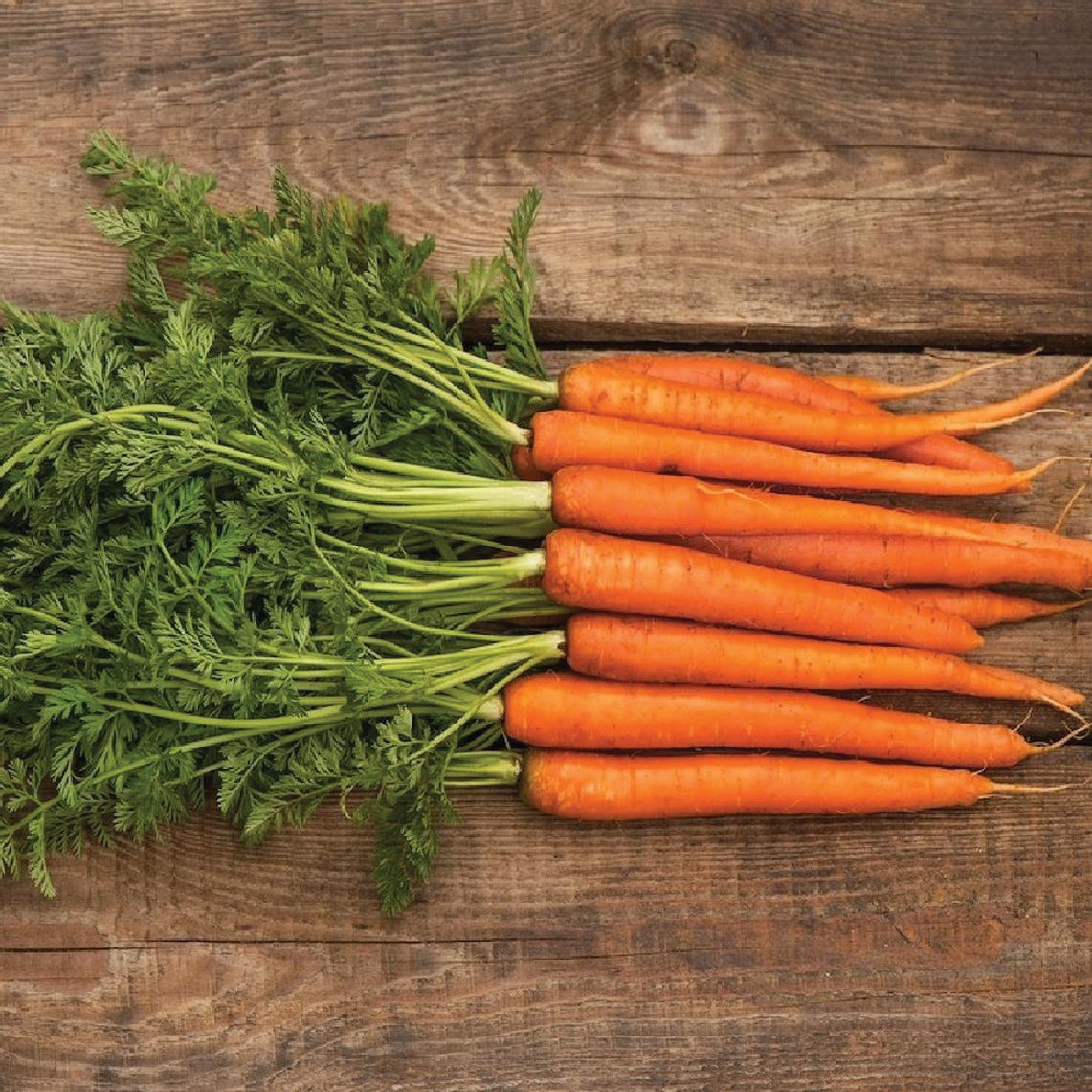 Scarlet Nantes Carrot by MIgardener
