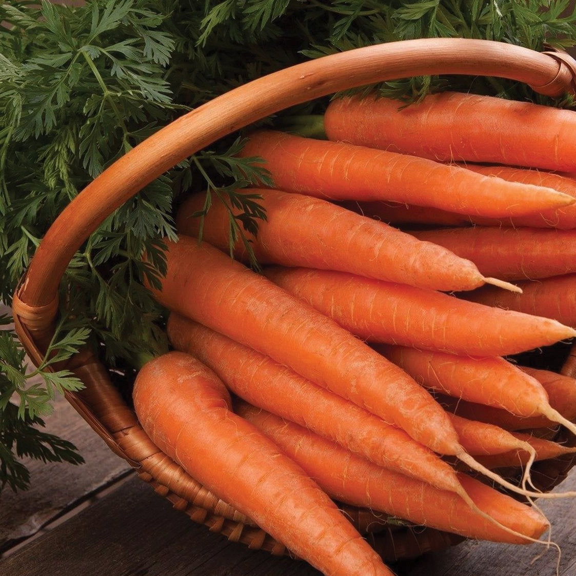 Danvers 126 Carrot by MIgardener