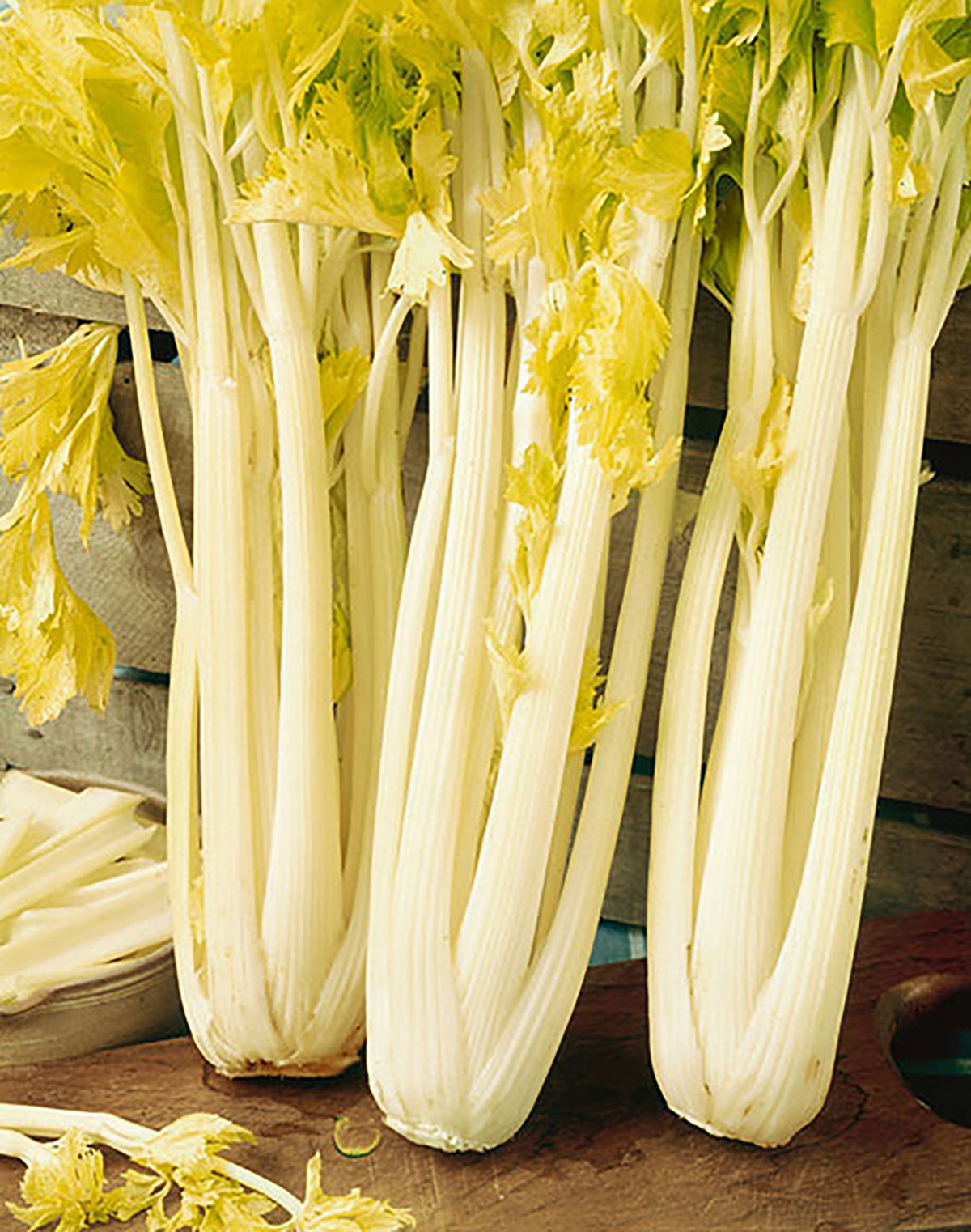 Golden Boy Celery by MIgardener