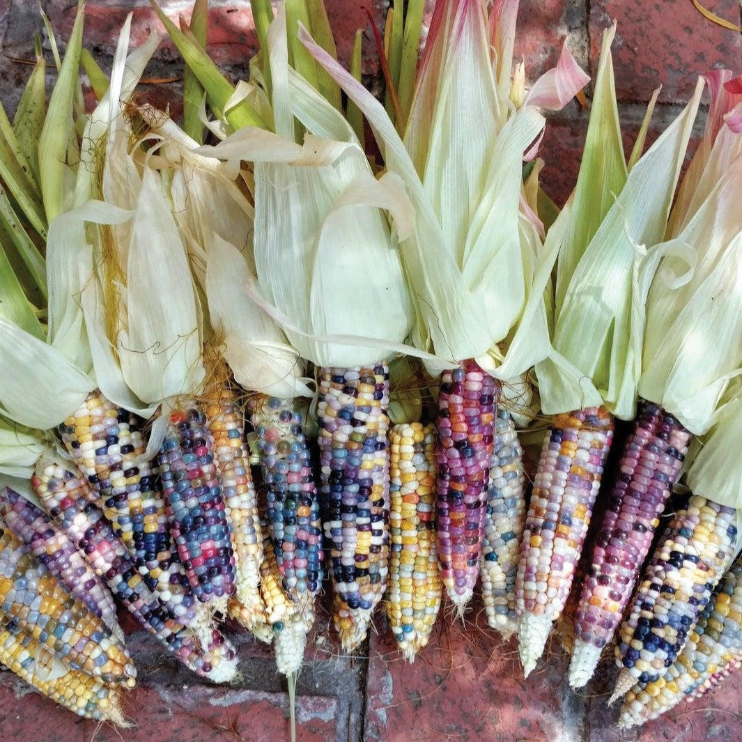 Ornamental Glass Gem Corn by MIgardener