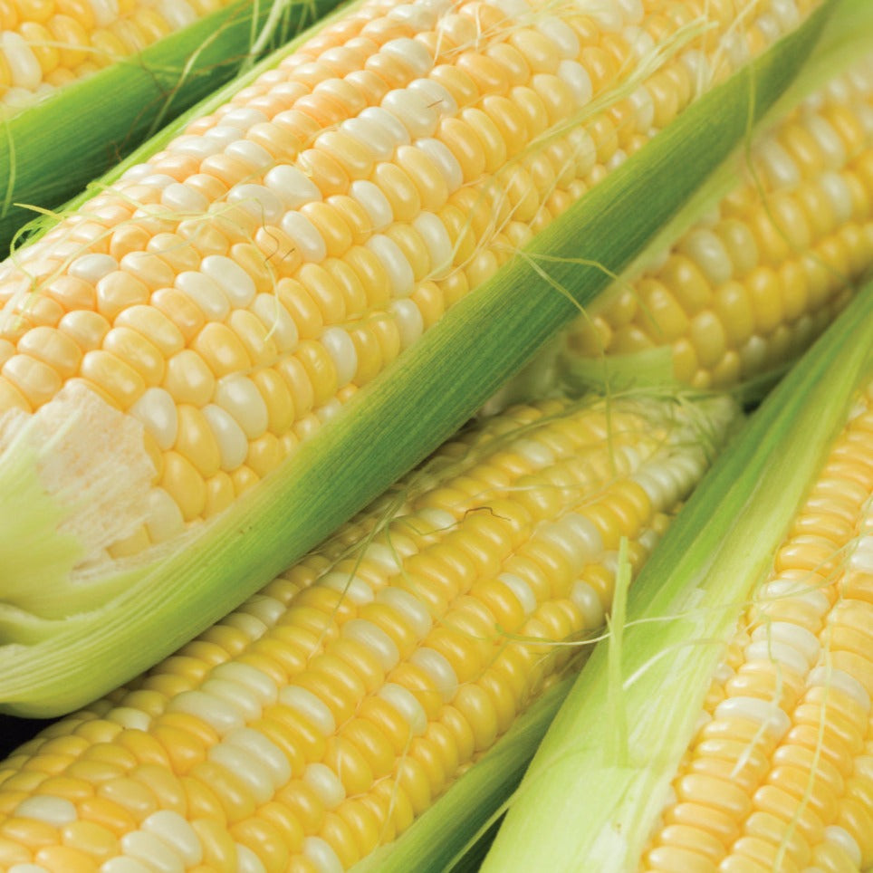 Peaches and Cream Sweet Corn by MIgardener