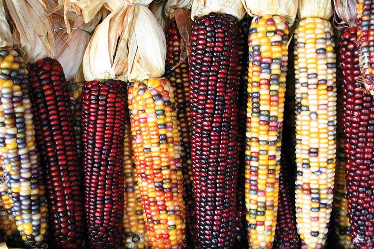 Indian Corn by MIgardener