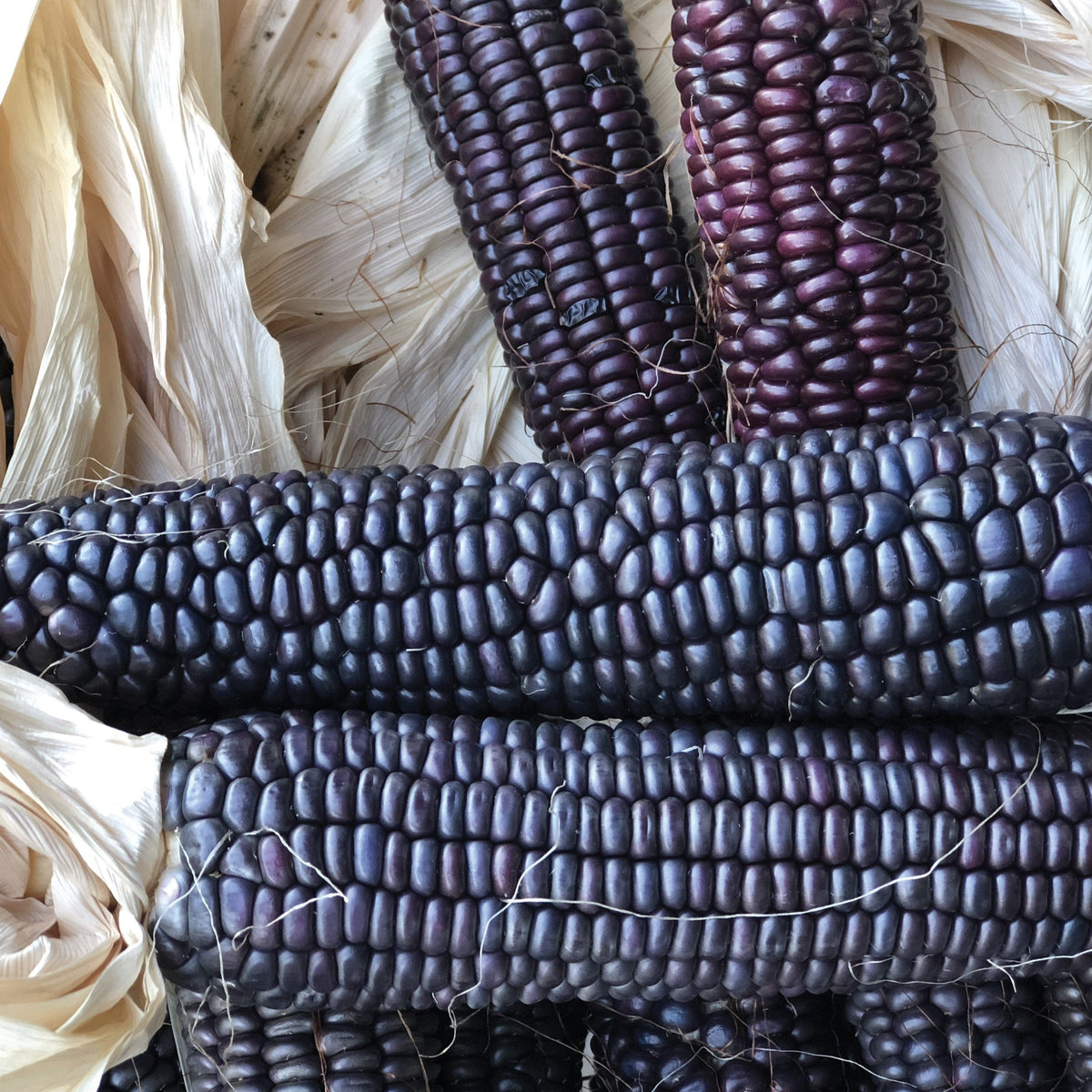 Blue Hopi Corn by MIgardener