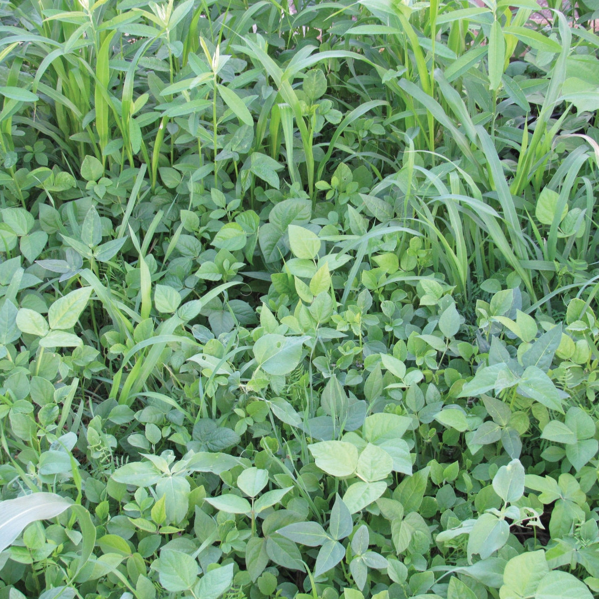 Cover Crop Mix by MIgardener