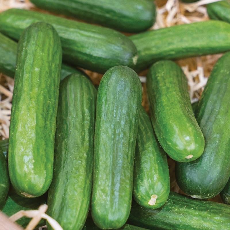Muncher Cucumber by MIgardener