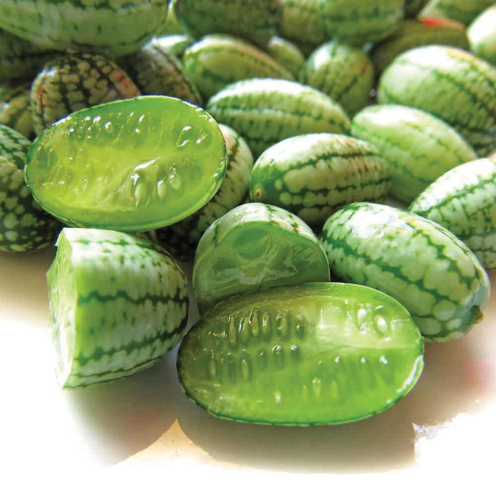 Cucamelon - Mexican Sour Gherkin by MIgardener