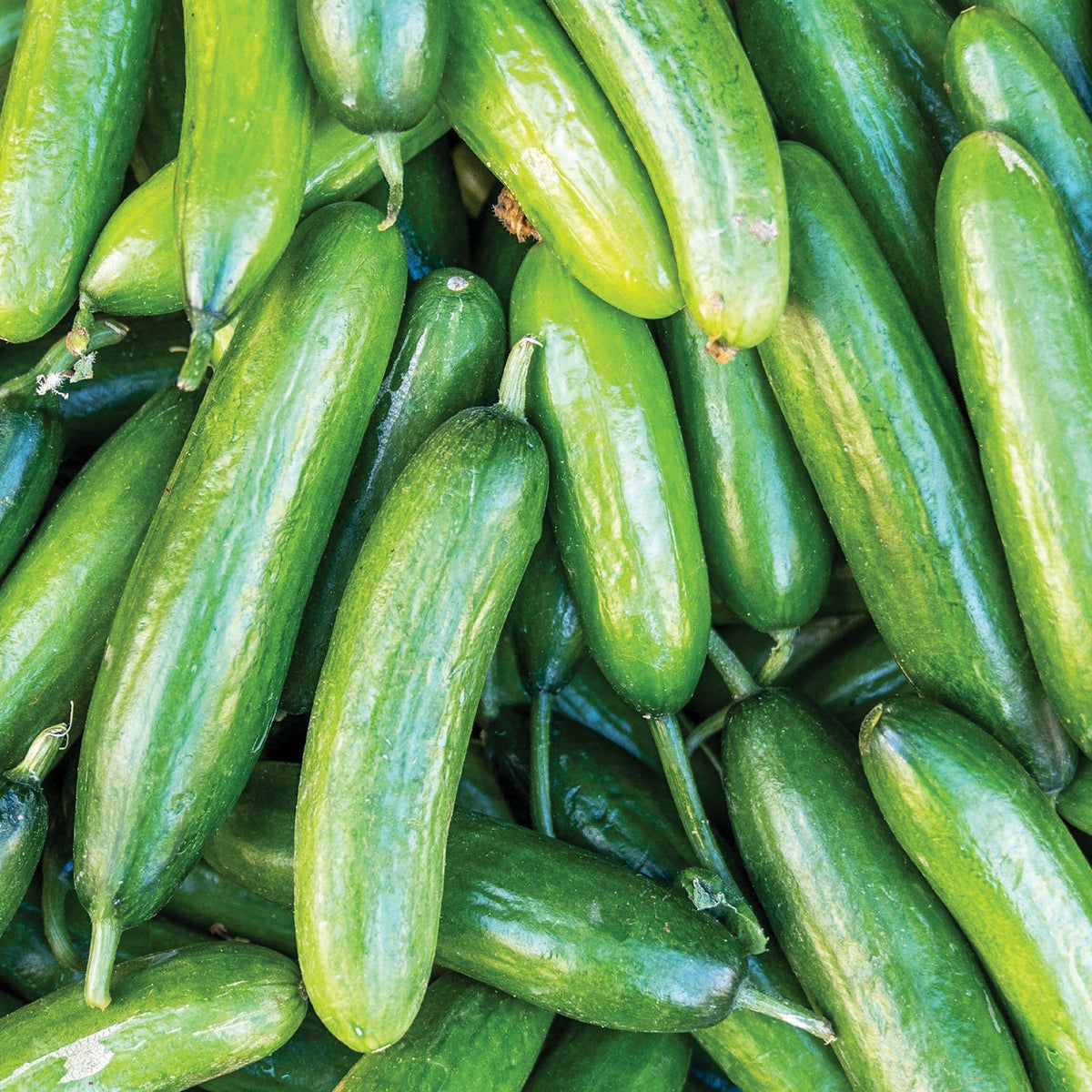 Marketer Cucumber by MIgardener