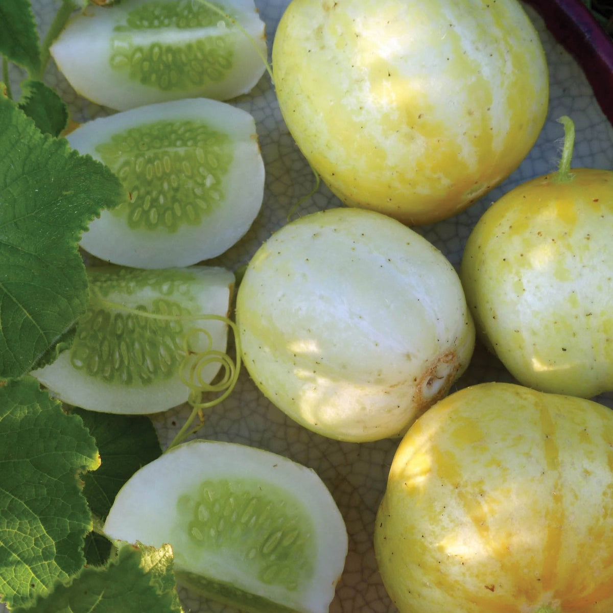 Lemon Cucumber by MIgardener