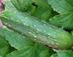 Cucumber, Straight 8 Seeds by Papaws Garden Supply