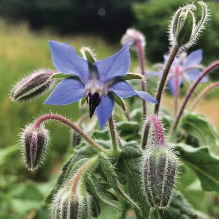 Borage by MIgardener