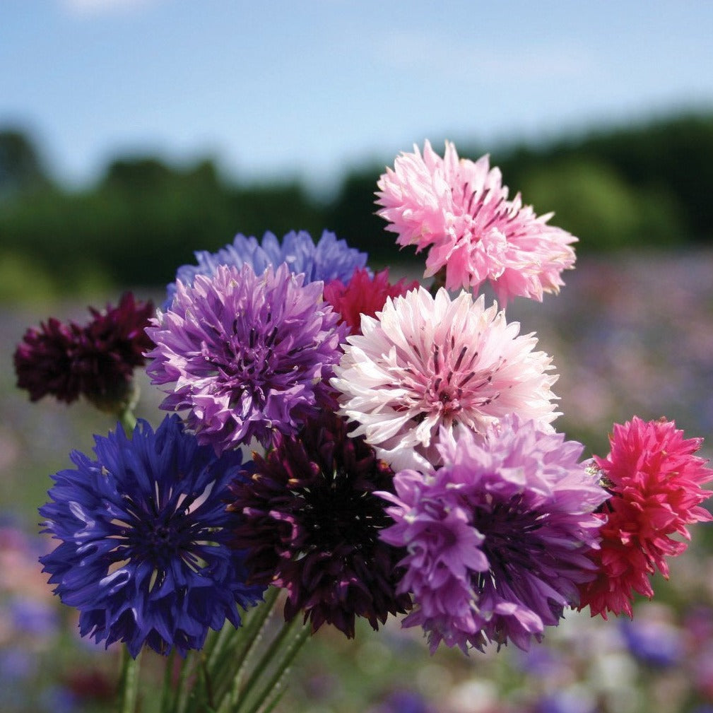 Bachelor's Buttons Mix by MIgardener