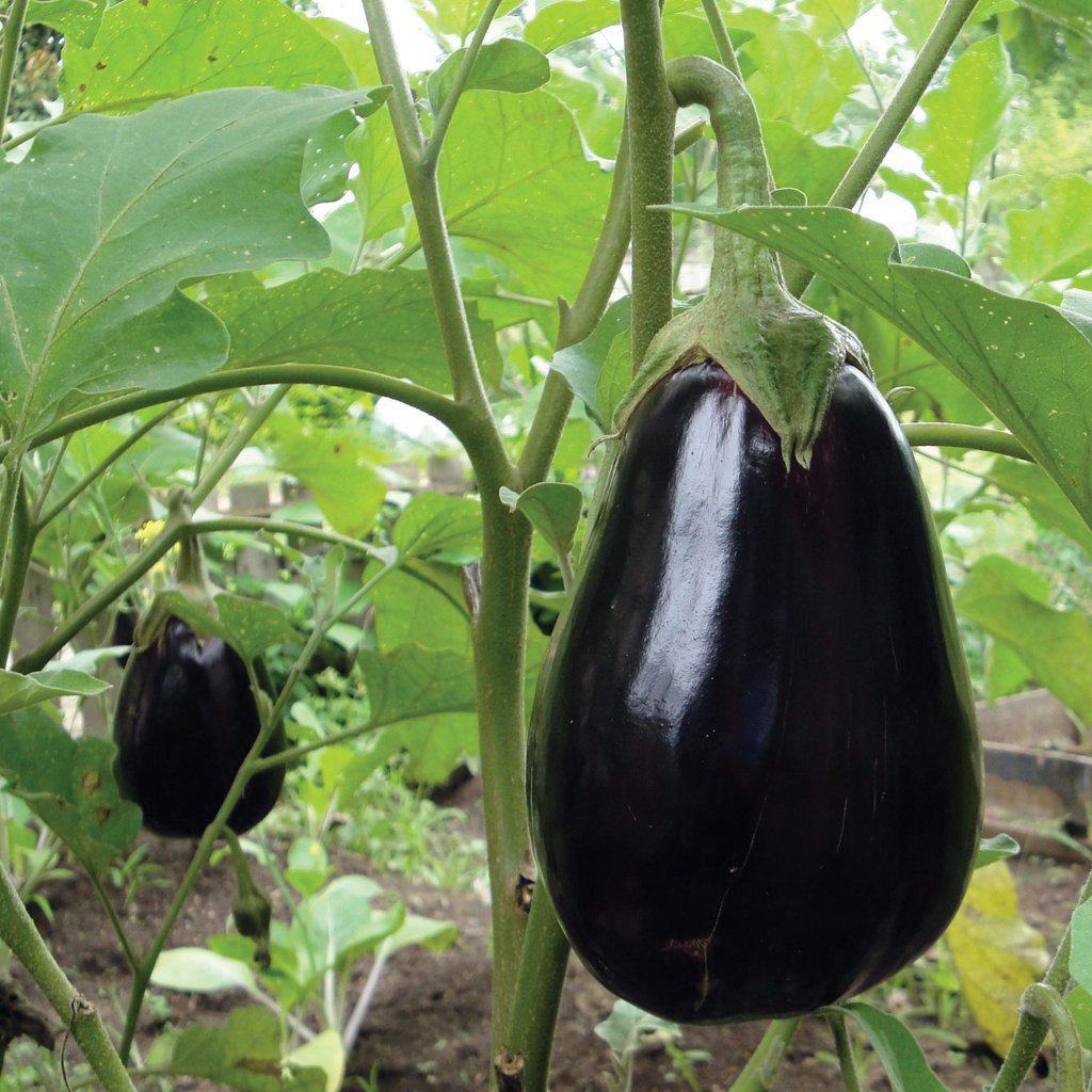 Black Beauty Eggplant by MIgardener