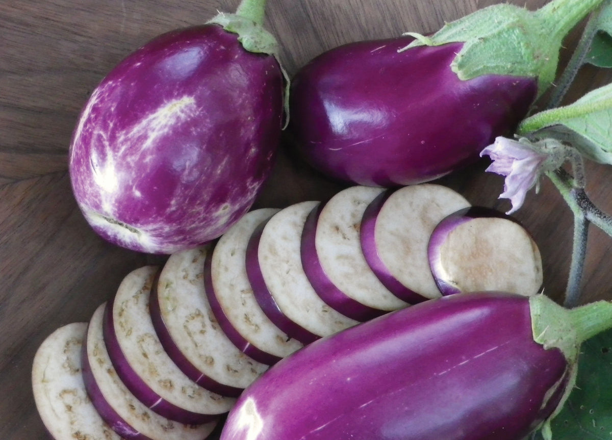 Rosita Eggplant by MIgardener
