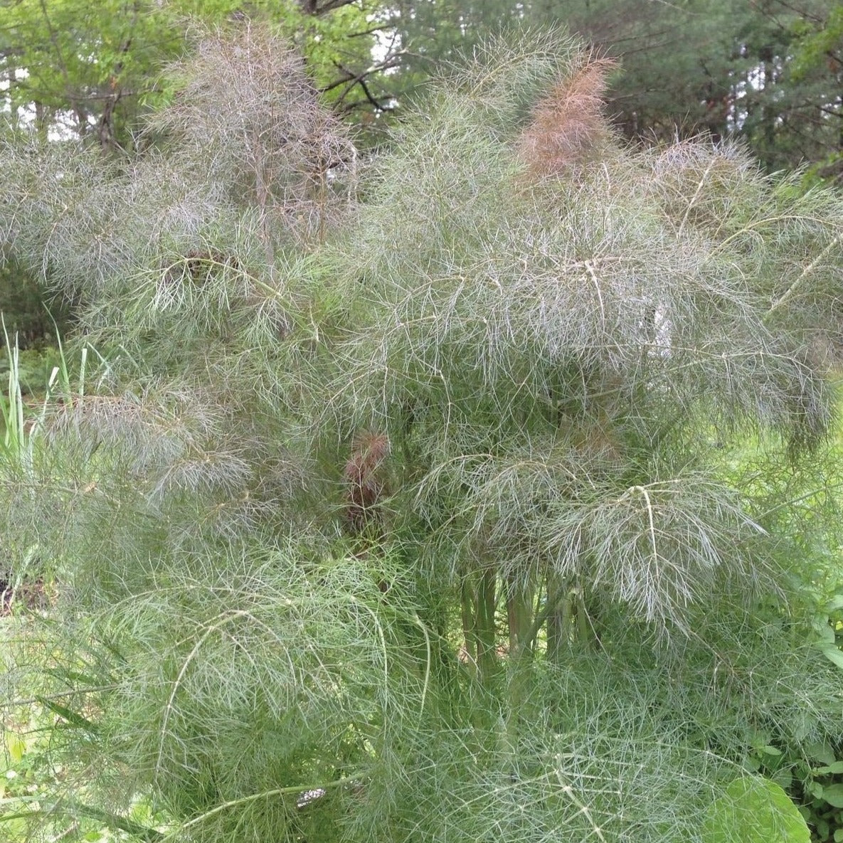 Bronze Leaf Fennel by MIgardener