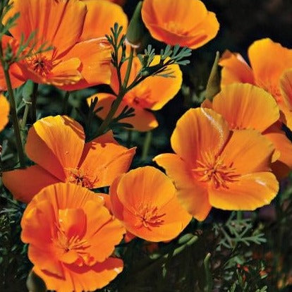 California Poppy by MIgardener
