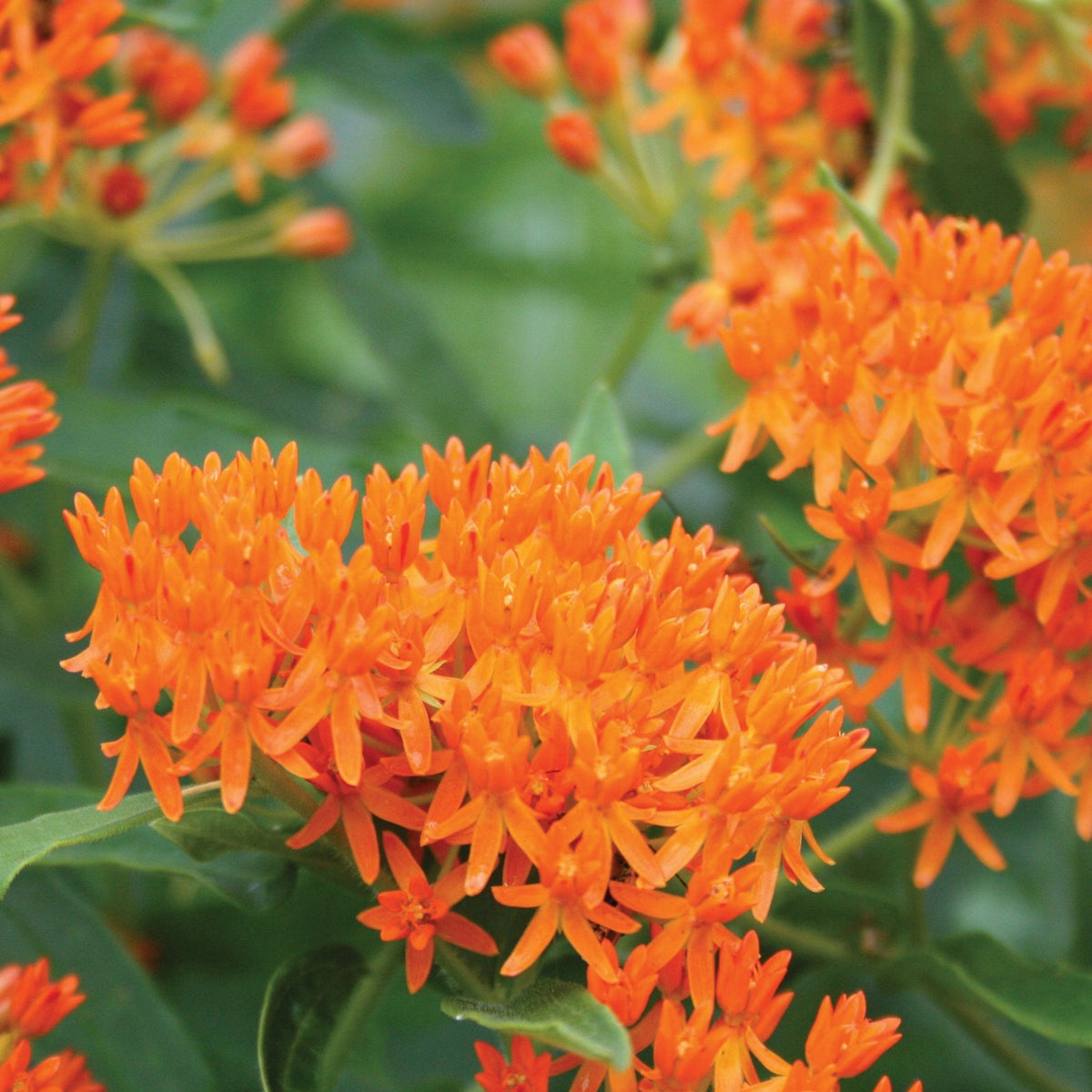 Butterfly Milkweed by MIgardener