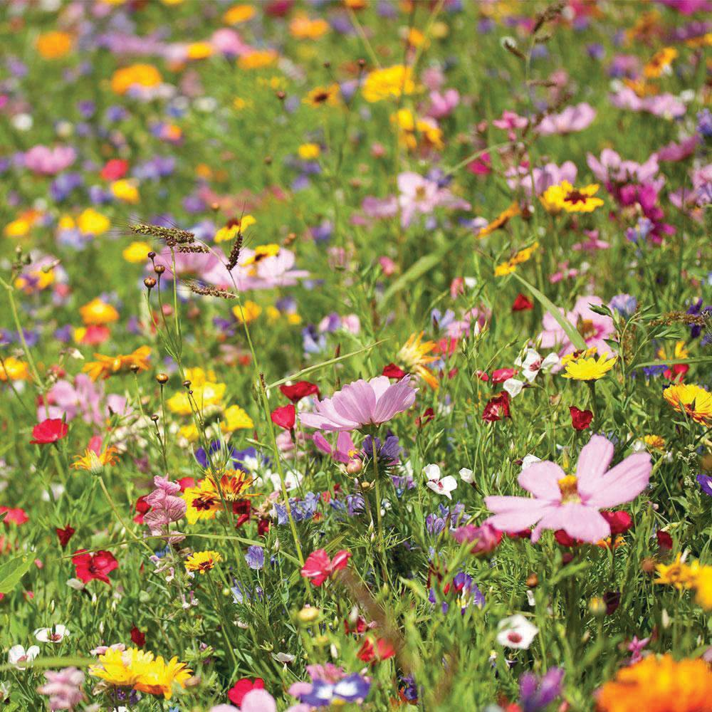 Upland Wildflower Mix by MIgardener
