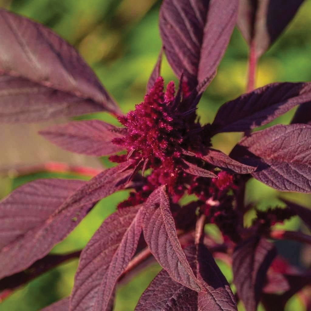 Red Garnett Amaranth by MIgardener