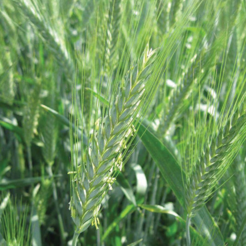 Triticale by MIgardener