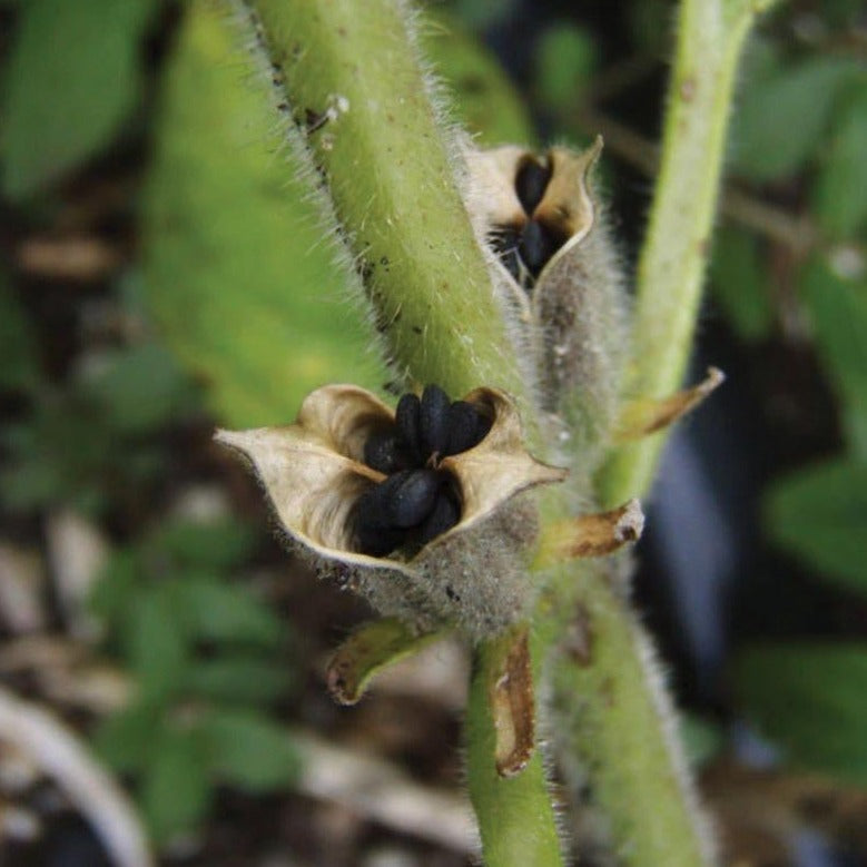 Black Sesame by MIgardener