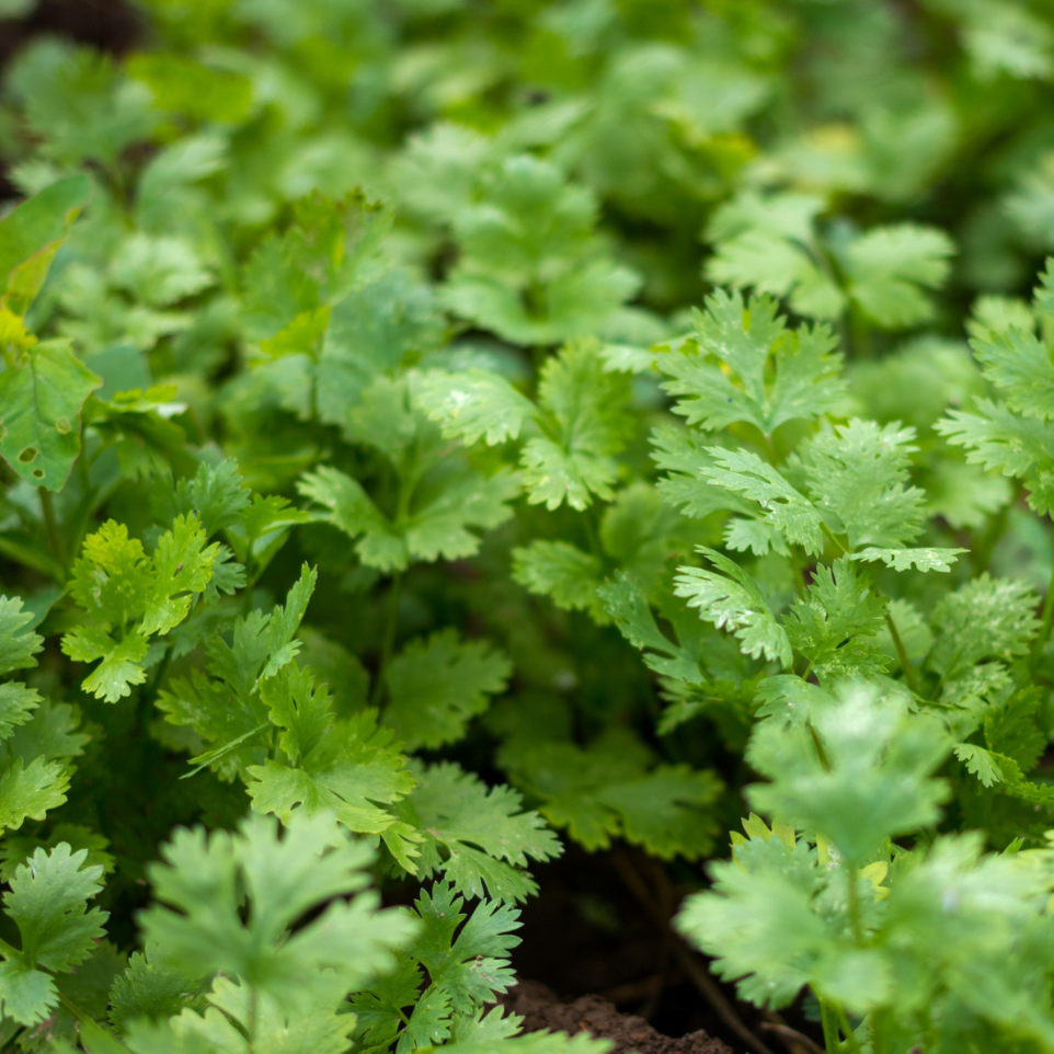 Slow Bolt Cilantro by MIgardener