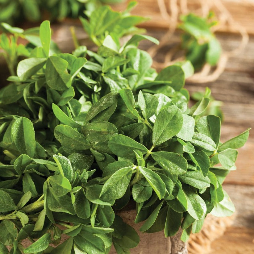 Fenugreek by MIgardener