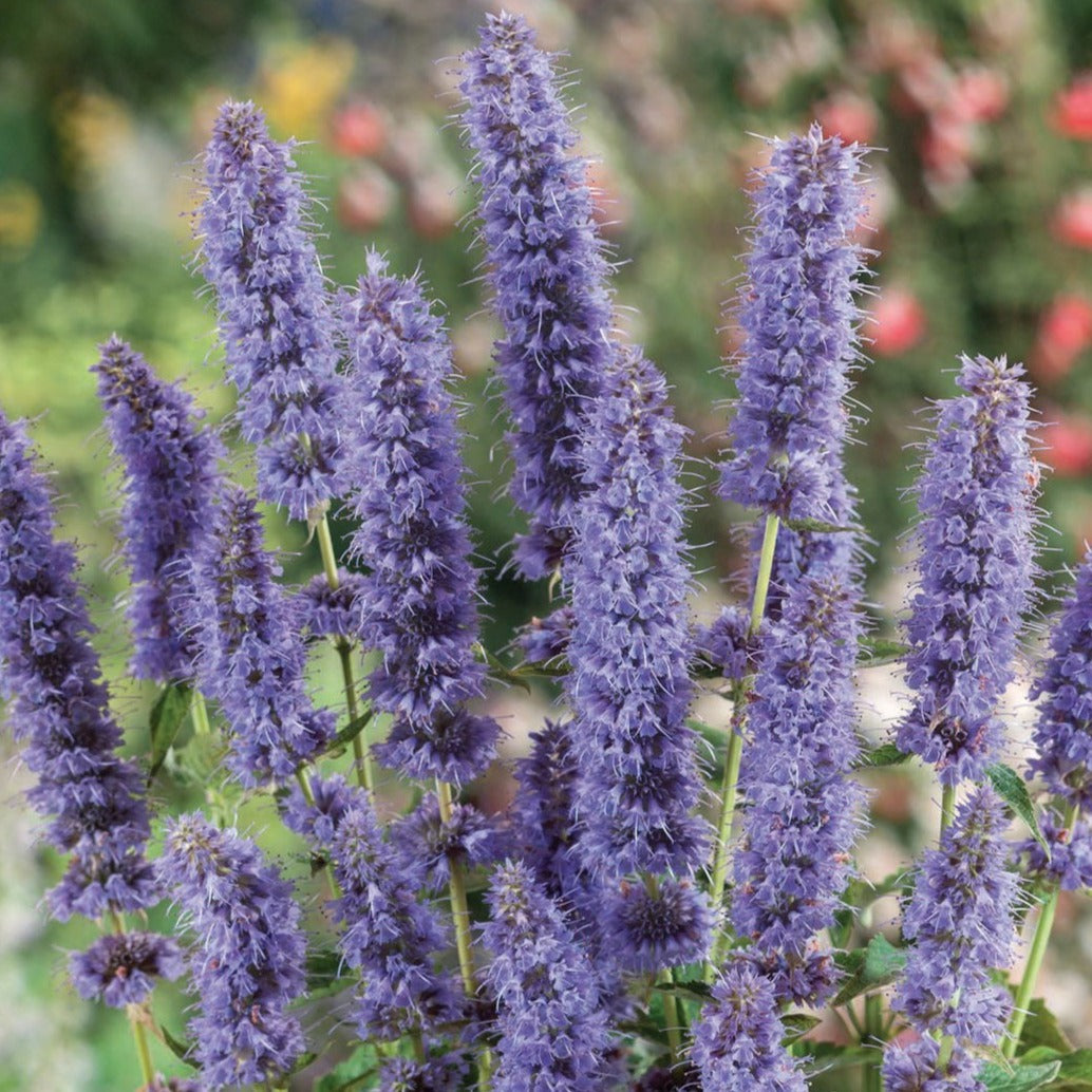 Hyssop by MIgardener