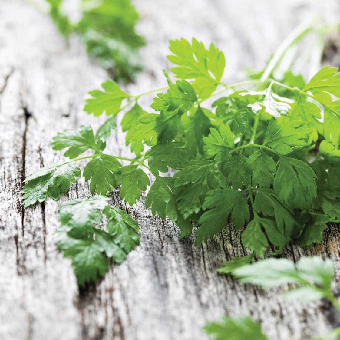 Curled Chervil by MIgardener