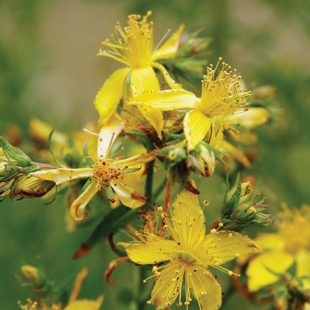 St. John's Wort by MIgardener